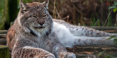 Canada lynx – majestic predator | DinoAnimals.com