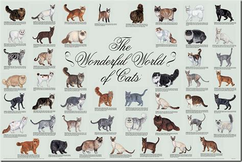 list of cat breeds image : Biological Science Picture Directory ...