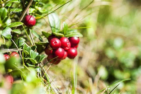 15 Taiga Plants That Thrive in the Boreal Forest