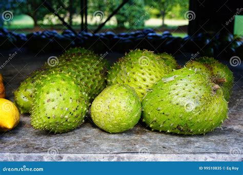 Green soursop fruit stock image. Image of fruit, annona - 99510835