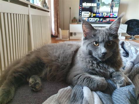 5month old blue Maine Coon kitten enjoying Netflix and chill (Hikari) : r/MaineCoon