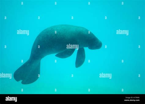 Amazonian manatee hi-res stock photography and images - Alamy