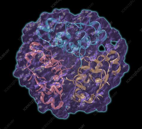 Insulin (Hexamer) - Stock Image - F031/5856 - Science Photo Library