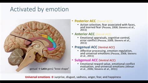 Anterior Cingulate Cortex and Emotion - YouTube