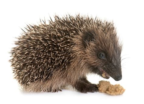 Premium Photo | Baby hedgehog eating