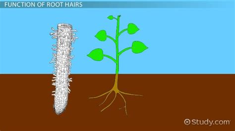 Root Hair in Plants | Definition & Function - Lesson | Study.com