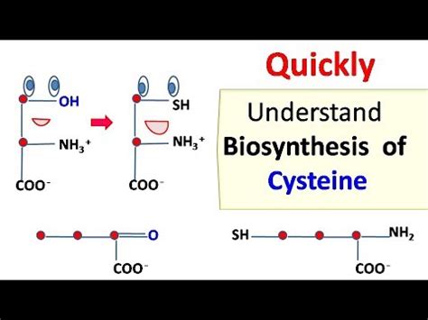 Cysteine biosynthesis - YouTube