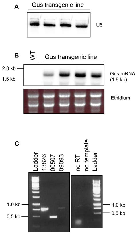 Example of northern blot hybridisation detecting small RNA (A) and mRNA... | Download Scientific ...