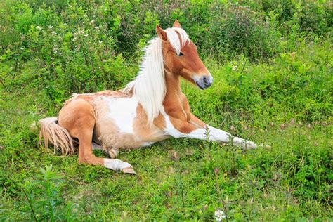 Meet the Wild Ponies of Grayson Highlands State Park