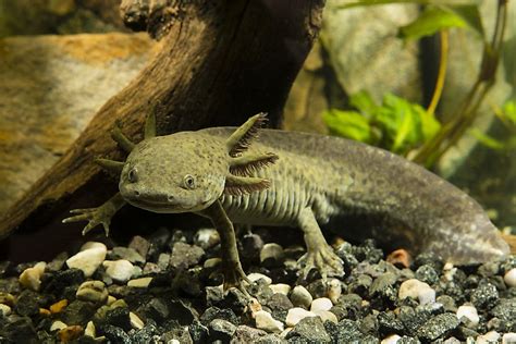 Axolotl Facts - Animals of South America - WorldAtlas.com