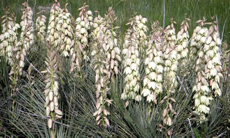 Yucca and the Moth - Images