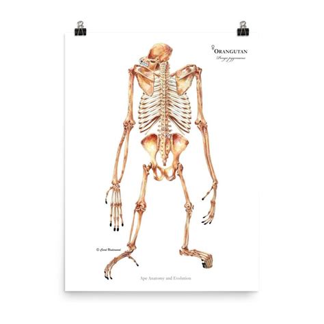 Ape Anatomy and Evolution by Adrienne Zihlman & Carol Underwood