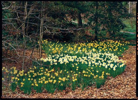 Daffodil Planting Guide | Daffodils, Plants, Daffodils planting