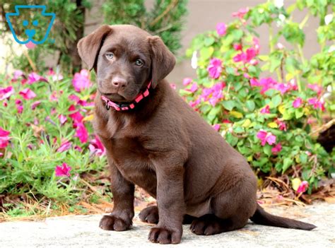 Ginny | Labrador Retriever - Chocolate Puppy For Sale | Keystone Puppies | Labrador retriever ...