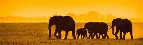 Amboseli Park Safari - 3 Days safari in Amboseli National Park ...