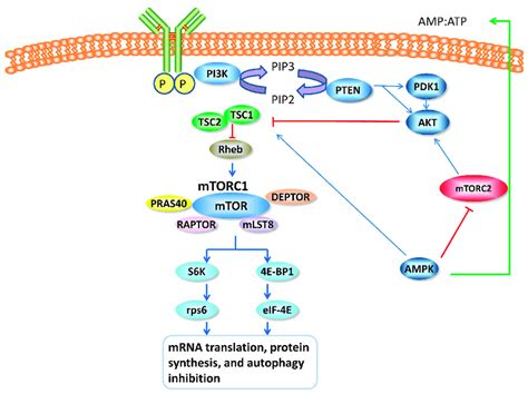 Schematic representation of the mTOR signaling pathway. mTORC1 is... | Download Scientific Diagram