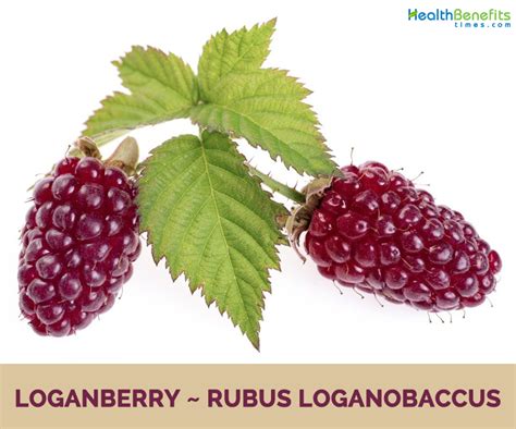 Loganberry facts and health benefits