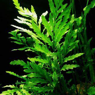 Water fern | Water ferns, Live aquarium plants, Freshwater aquarium plants