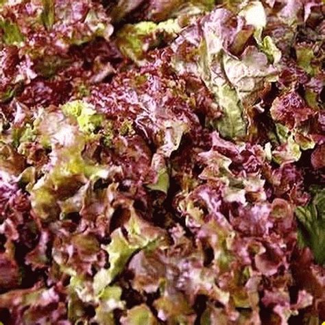 Romaine Lettuce Seeds - 'Red Romaine'