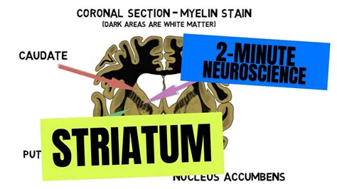 2-Minute Neuroscience: Striatum - YouTube