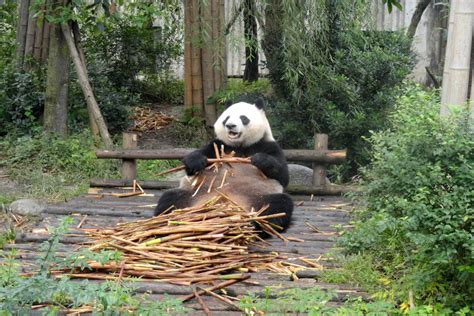 Giant Panda Eating Bamboo, Travel to Chengdu, Chengdu Travel Photos ...