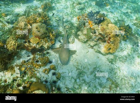 Nurse shark, Ginglymostoma cirratum, resting on seabed of the Caribbean sea Stock Photo - Alamy