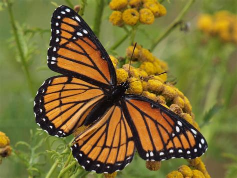 Capt Mondo's Photo Blog » Blog Archive » Viceroy Butterfly on a Yellow Flower