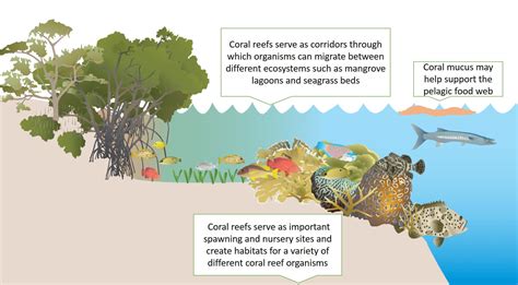 The Importance of Coral Reefs - Coral World Ocean Park