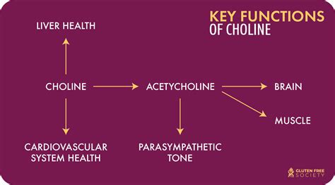 Choline Deficiency & Gluten - Gluten-Free Society