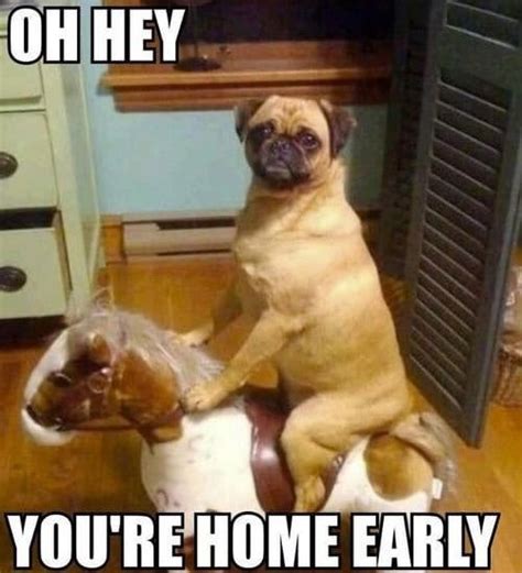 14 Hilarious And Adorable Dog Memes Guaranteed To Put You In A Good ...