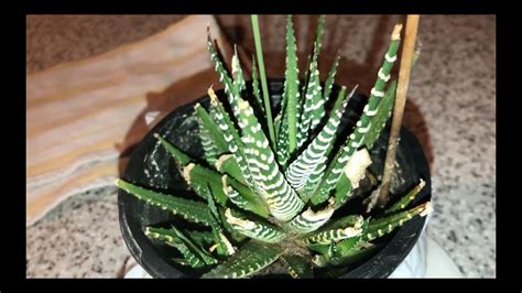 Growing & Flowering Zebra Haworthia (Zebra Plant) - YouTube