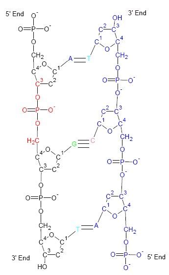 File:DNA Structure.jpg - Wikipedia