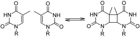 Photoinduced processes in nucleic acids – Light and Molecules