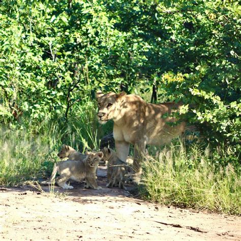 Three Lion Cubs Born in Malawi’s Liwonde National Park – APTA