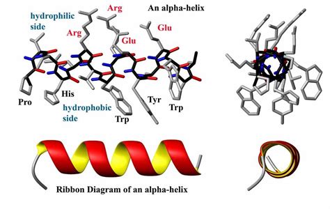 Protein structure - encyclopedia article - Citizendium