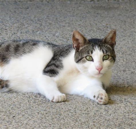 MY cat with green eyes seeing me when i capture her photo • /r/aww | Grey and white cat, Cats ...