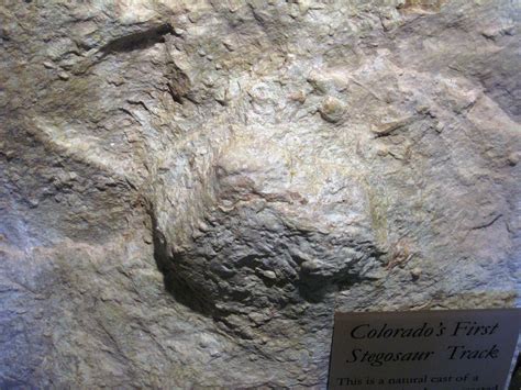 Stegosaurus dinosaur track (Morrison Formation, Upper Jura… | Flickr