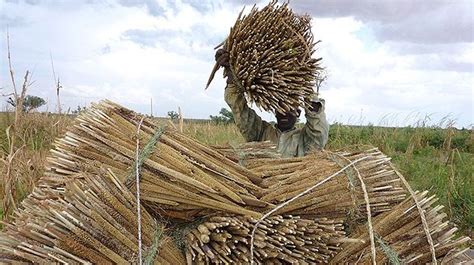 Agriculture - REPUBLIC OF THE NIGER