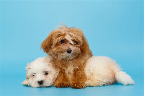 Maltipoo Colors: Everything You Need To Know