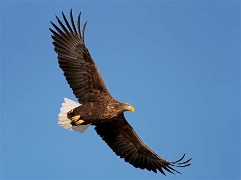 25 Birds With Yellow Beaks (With Photos) - Animal Hype