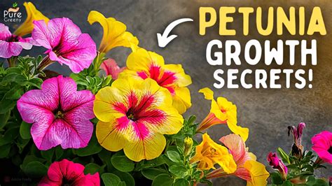 The Ultimate Guide On Petunia Flower Plant Care! (8-Growth Hacks ...