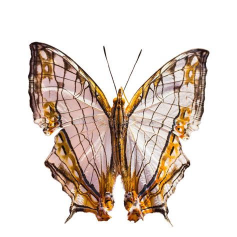 Common map butterfly stock photo. Image of small, graceful - 32044364