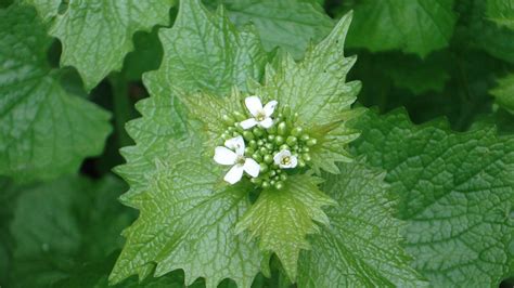 Garlic mustard threatens the rare West Virginia white butterfly