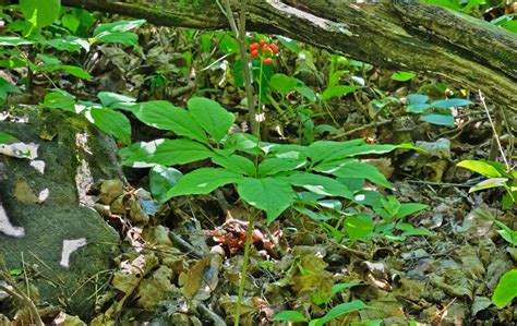 How to Grow Ginseng for Profit: The Beginner’s Guide | GroCycle