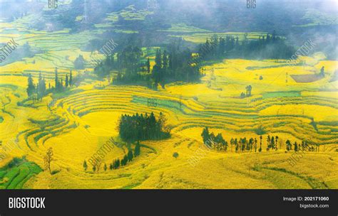 Canola Field, Rapeseed Image & Photo (Free Trial) | Bigstock