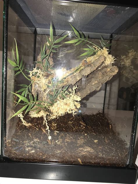 Tarantula enclosure setup | Tarantula enclosure, Tarantula, Pets