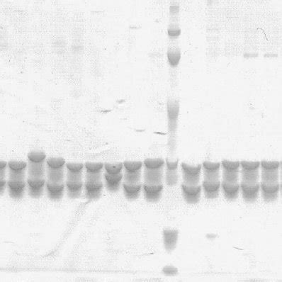 Schematic view of an antibody Fab expression vector. Features are: a ...