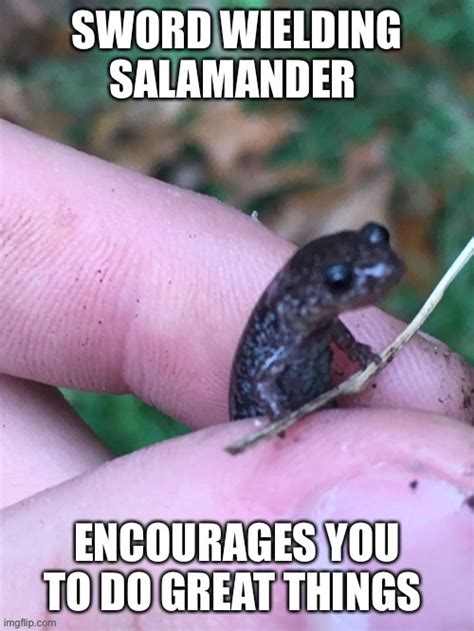 Salamander positivity - Imgflip