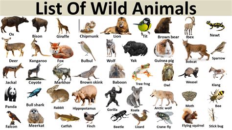 List of Wild Animal - Vocabulary Point