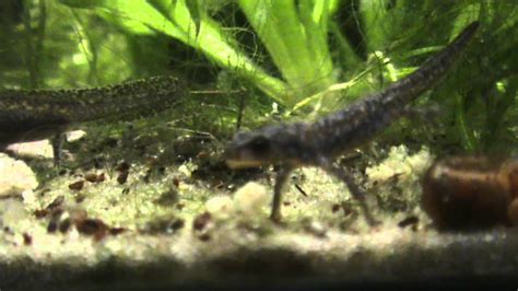 alpine newt larvae feeding - YouTube